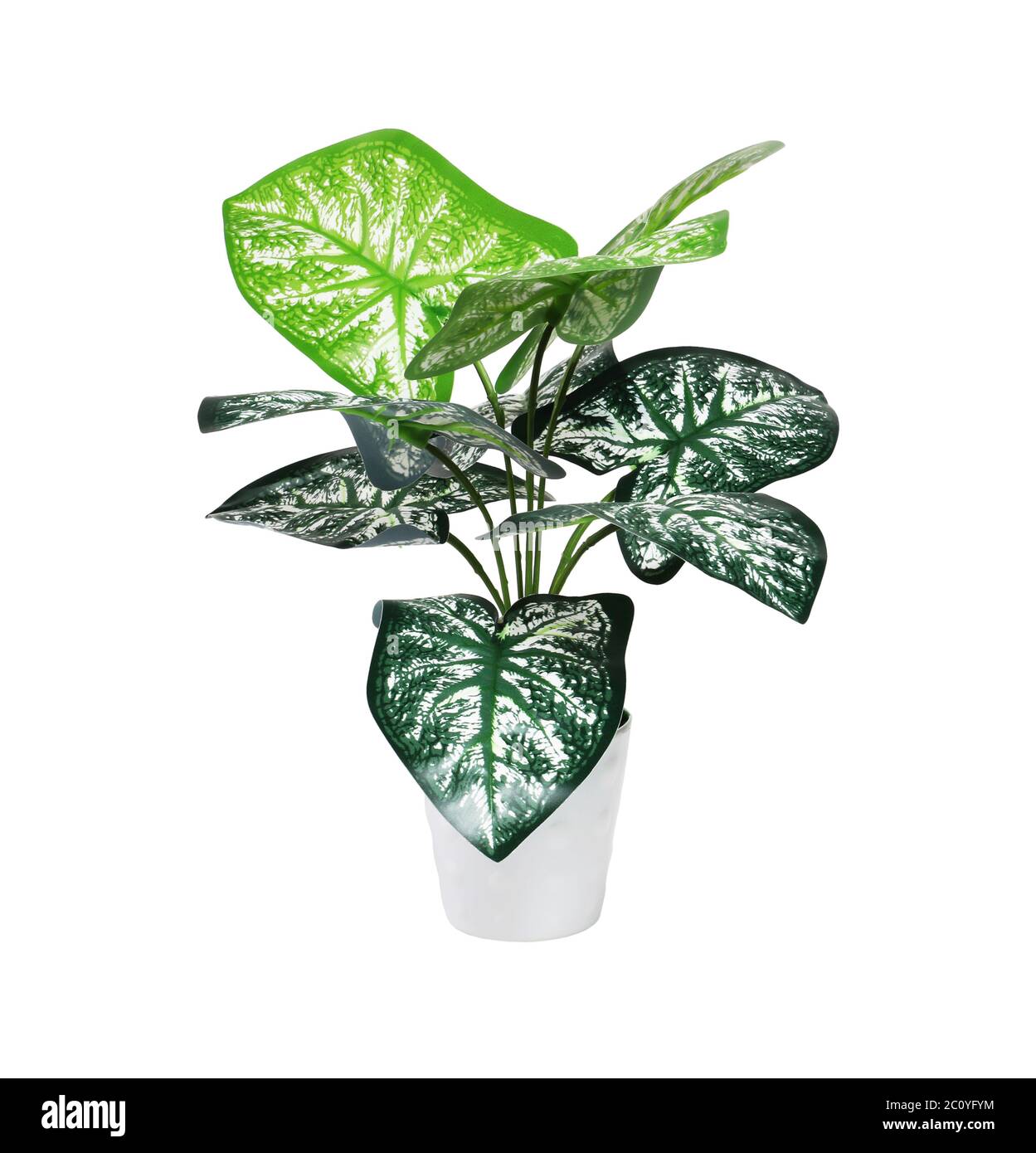 Plastic Arrow Head Potted Plant on White Background Stock Photo