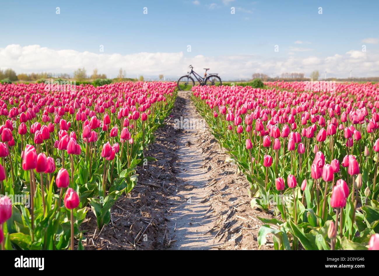crimson red tulip flowers field and bicycle Stock Photo