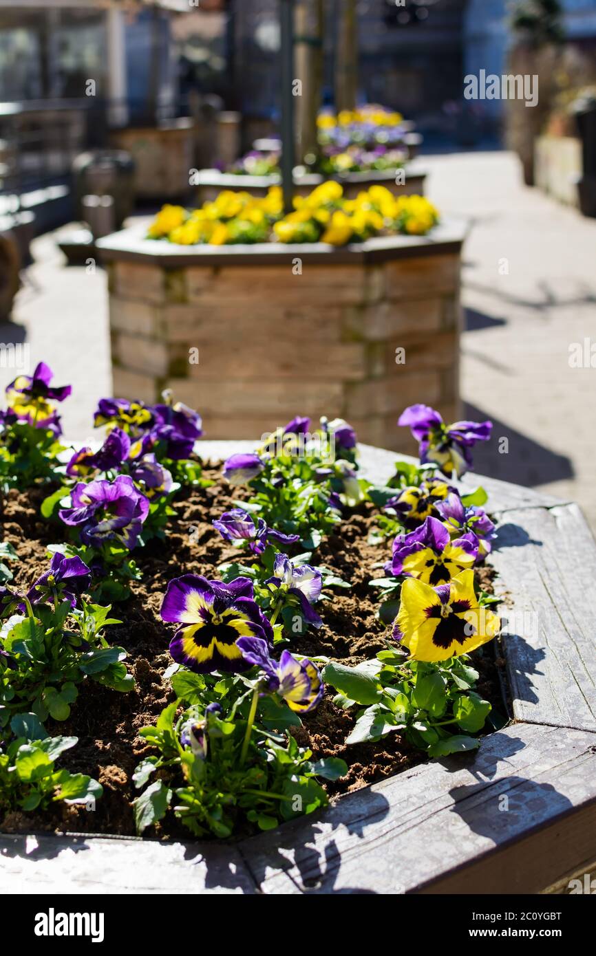 Flower Bed With Yellow And Violet Pansies Lit By Bright Spring Sun Stock Photo Alamy