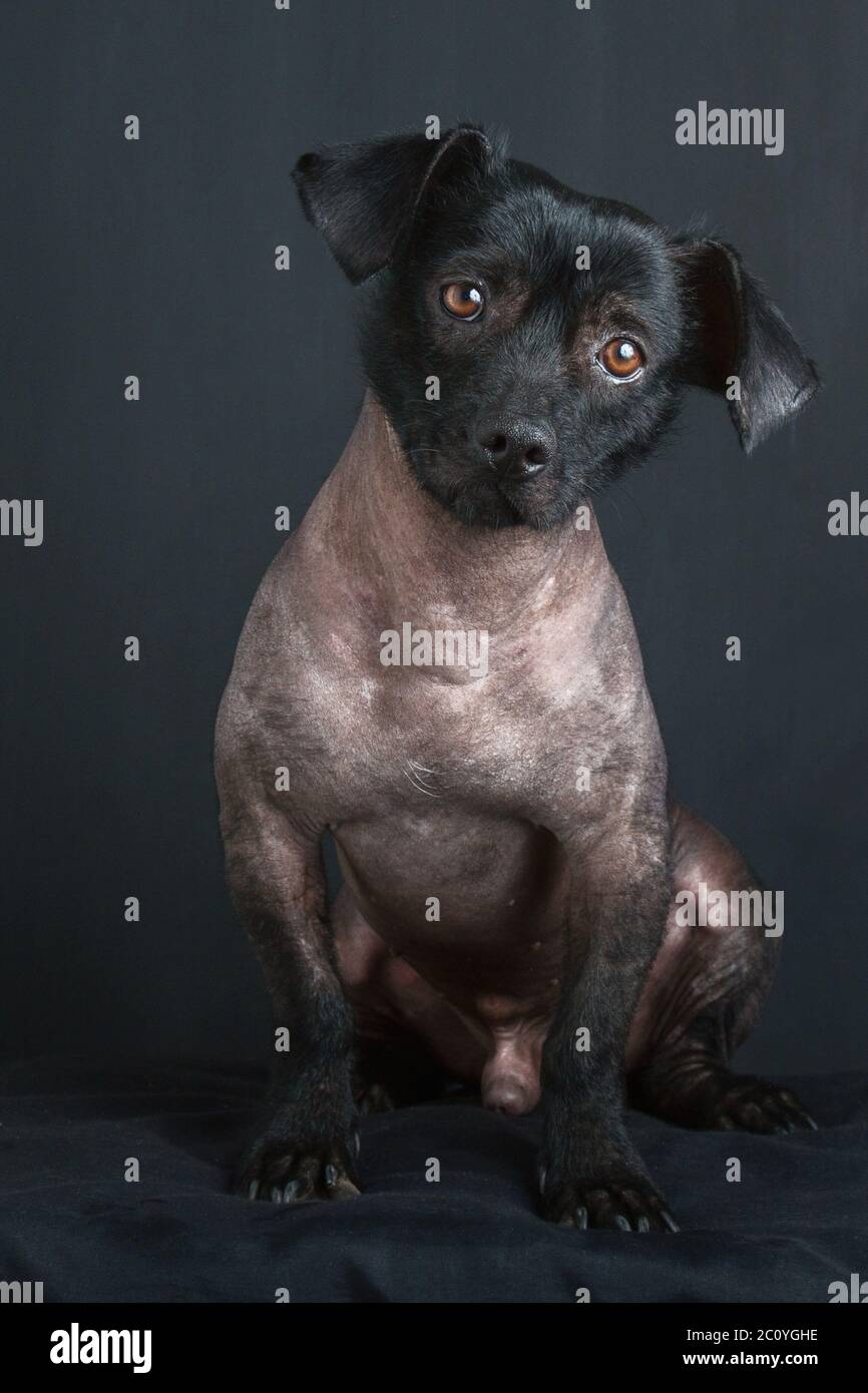 Portrait of peruvian dog Stock Photo Alamy