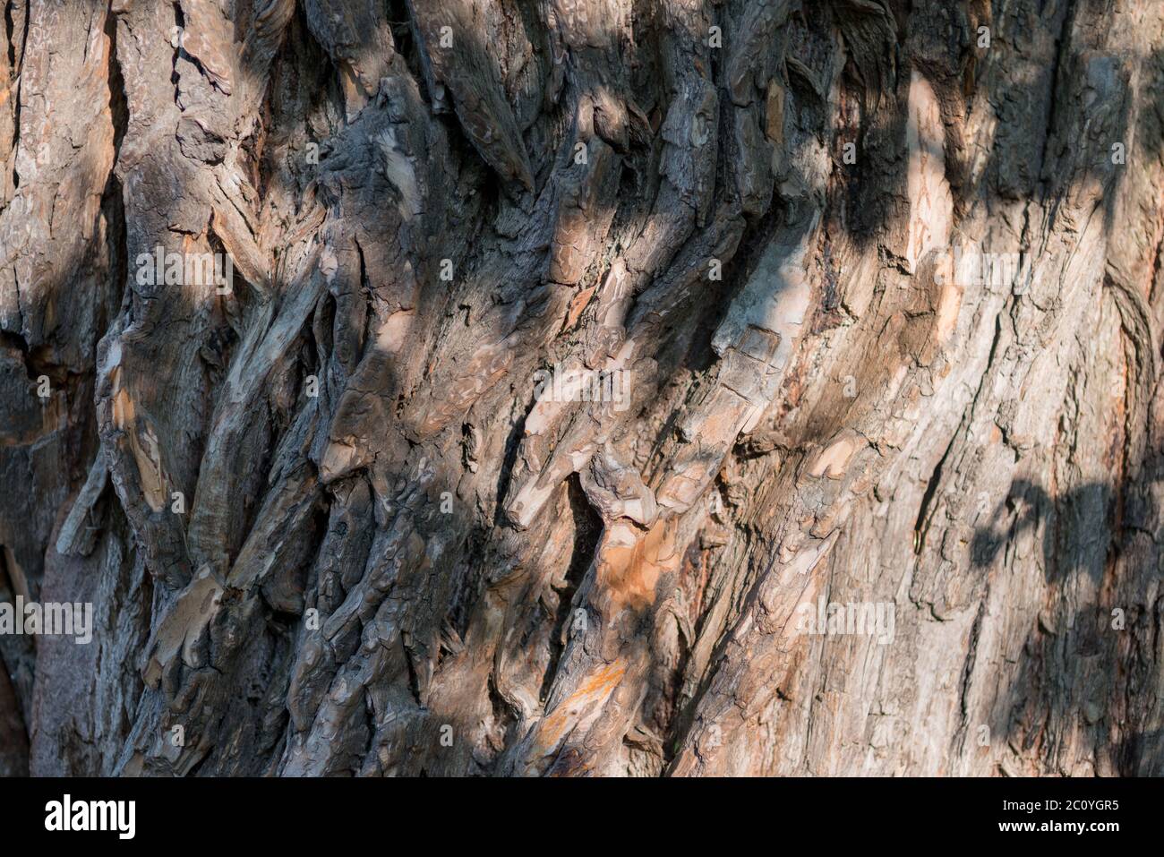 Old Wood Tree Texture Background Pattern. Horizontal image Stock Photo