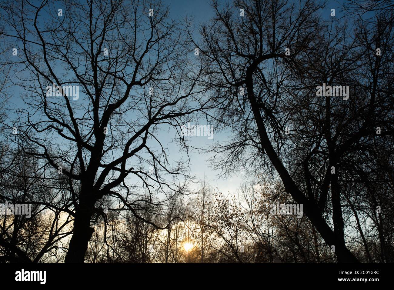 sun in the sky and background of tree branches. Sunset time Stock Photo