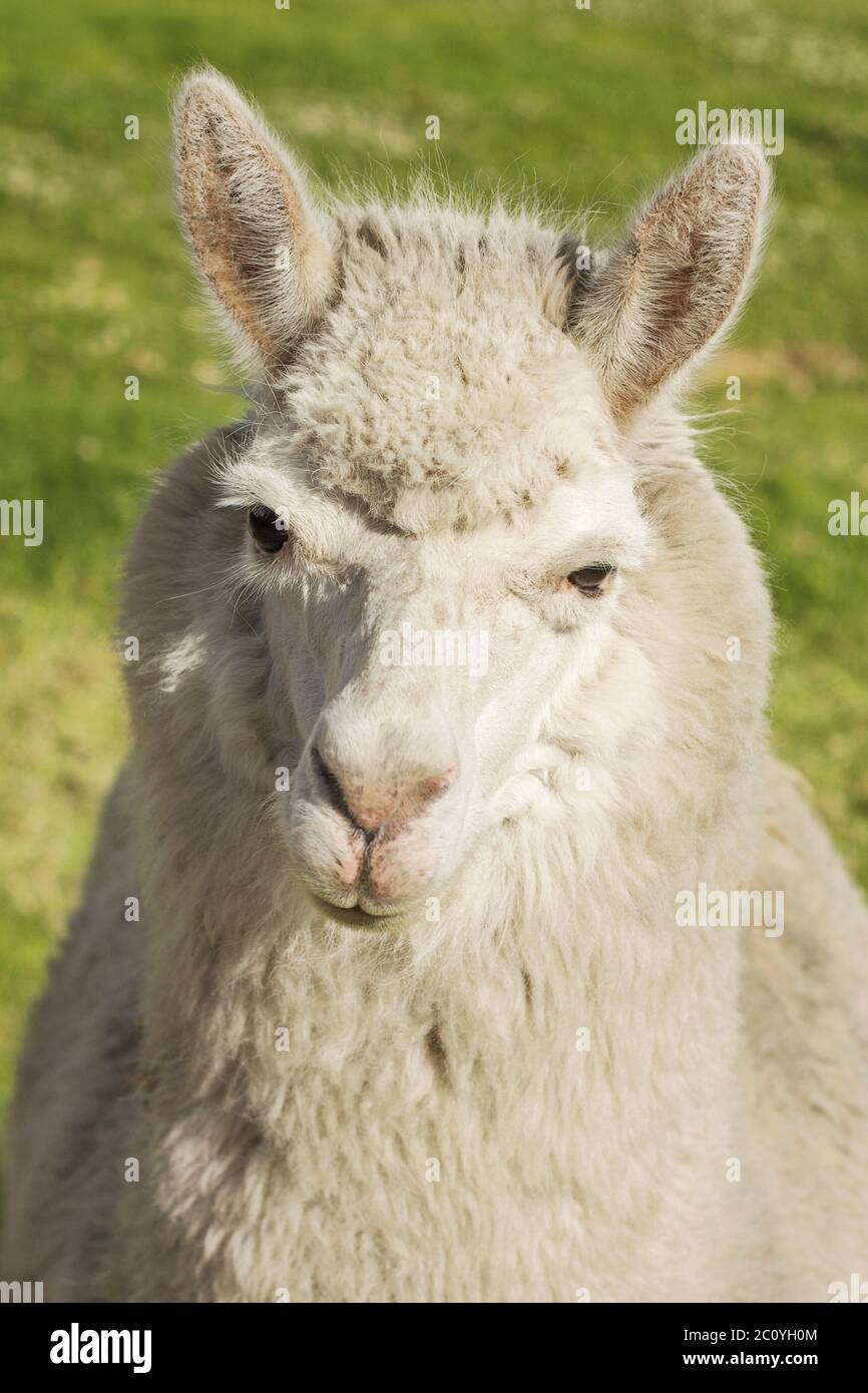 Close up portrait of lama, Arequipa, Peru Stock Photo