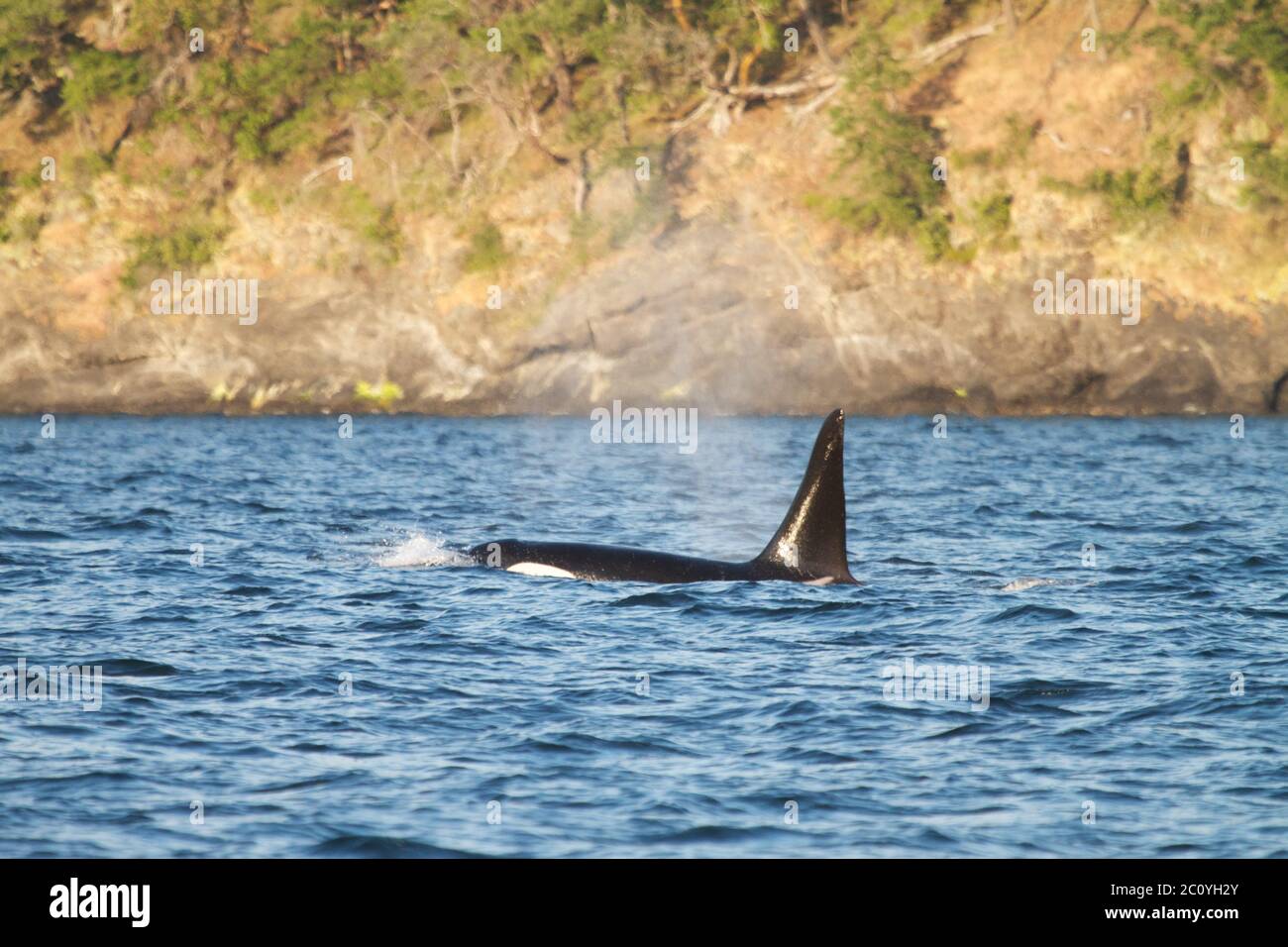 Detail of orca's tail Stock Photo