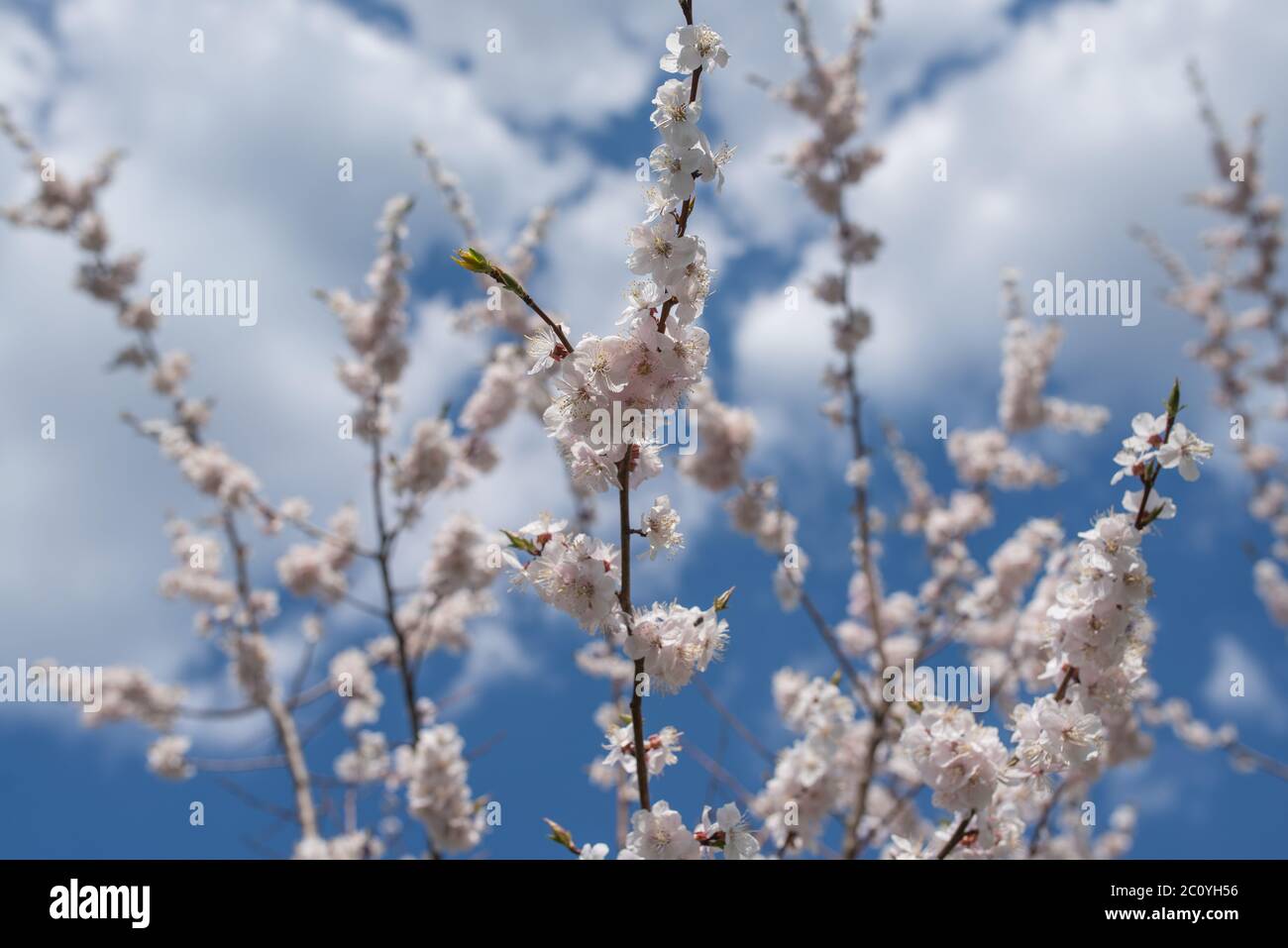 Cherry blossom or Sakura flower with blue sky and clouds Stock Photo ...