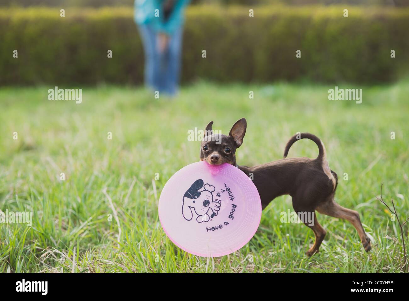 Holding frisbee hi-res stock photography and images - Alamy, image size:1300x957