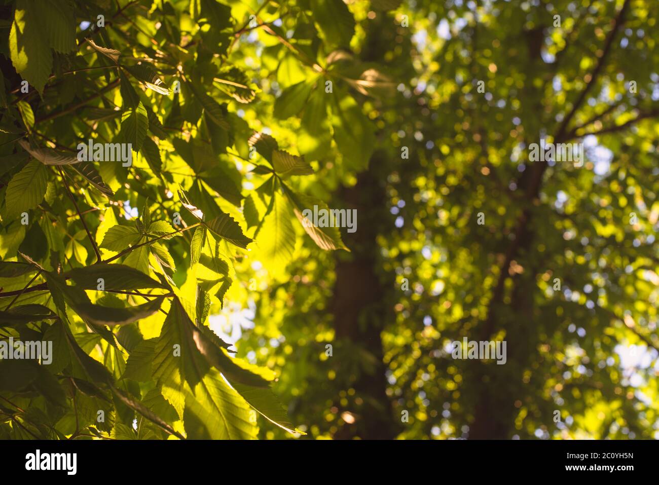 Chestnut Tree Branches High Resolution Stock Photography and Images - Alamy