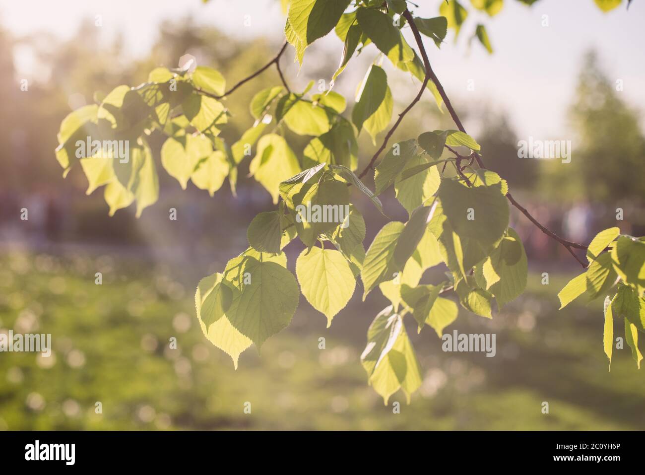Leaves of linden tree lit  thorough by sun shining through summer. Background Stock Photo