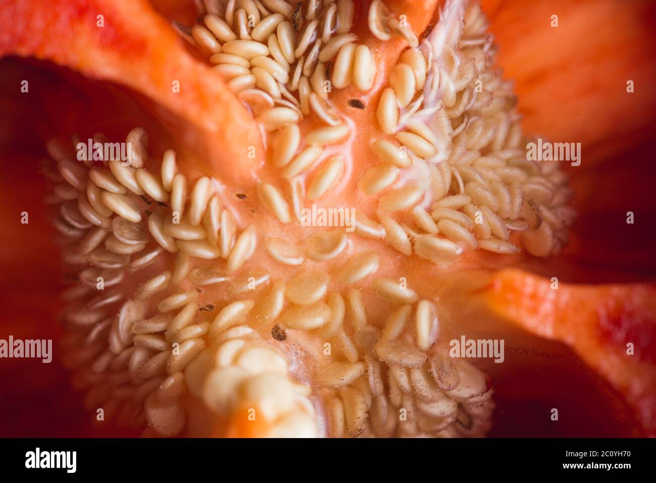 red fresh pepper inside with seeds. Extra closeup. Stock Photo