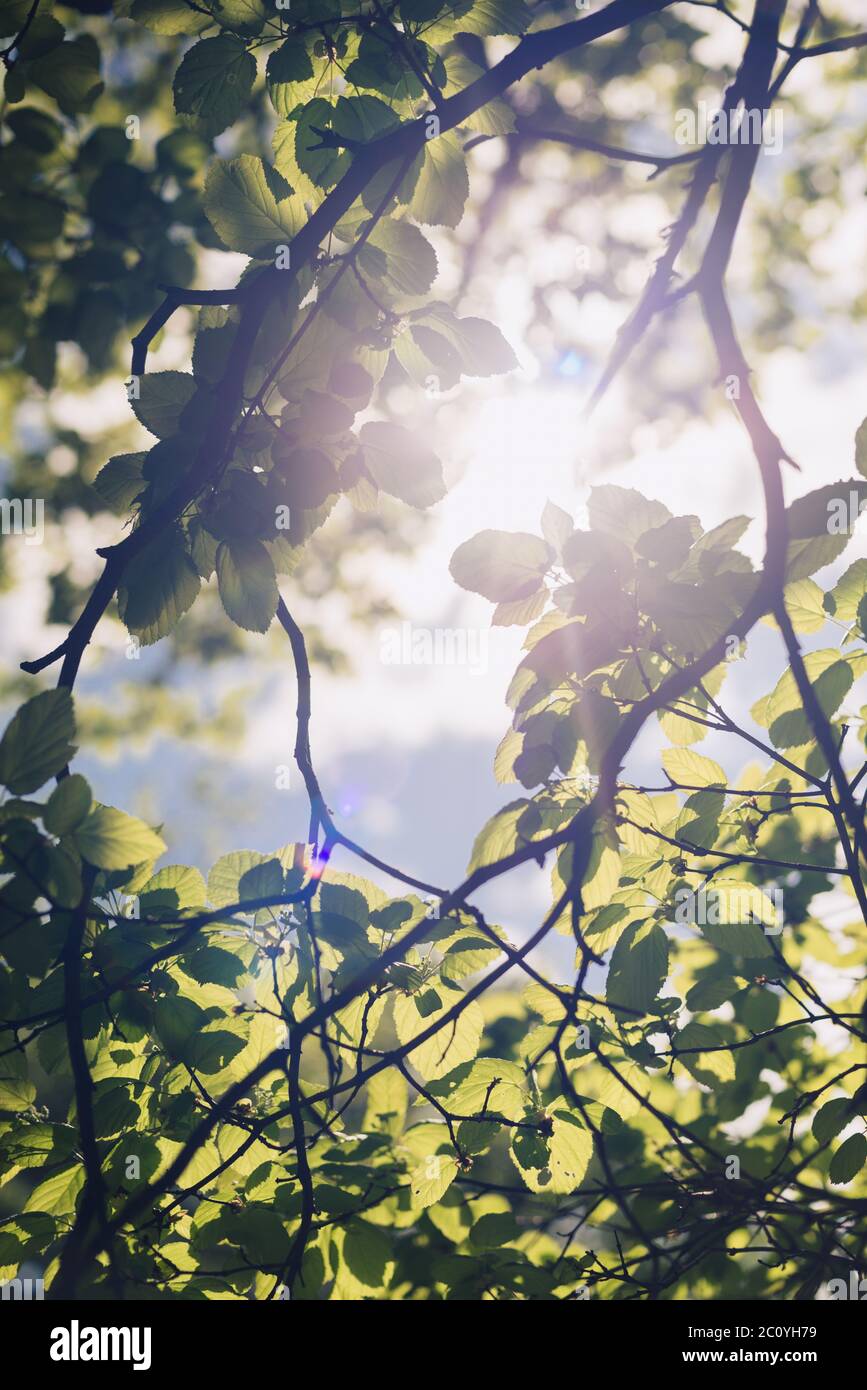 Leaves of linden tree lit  thorough by sun shining through summer. Background Stock Photo