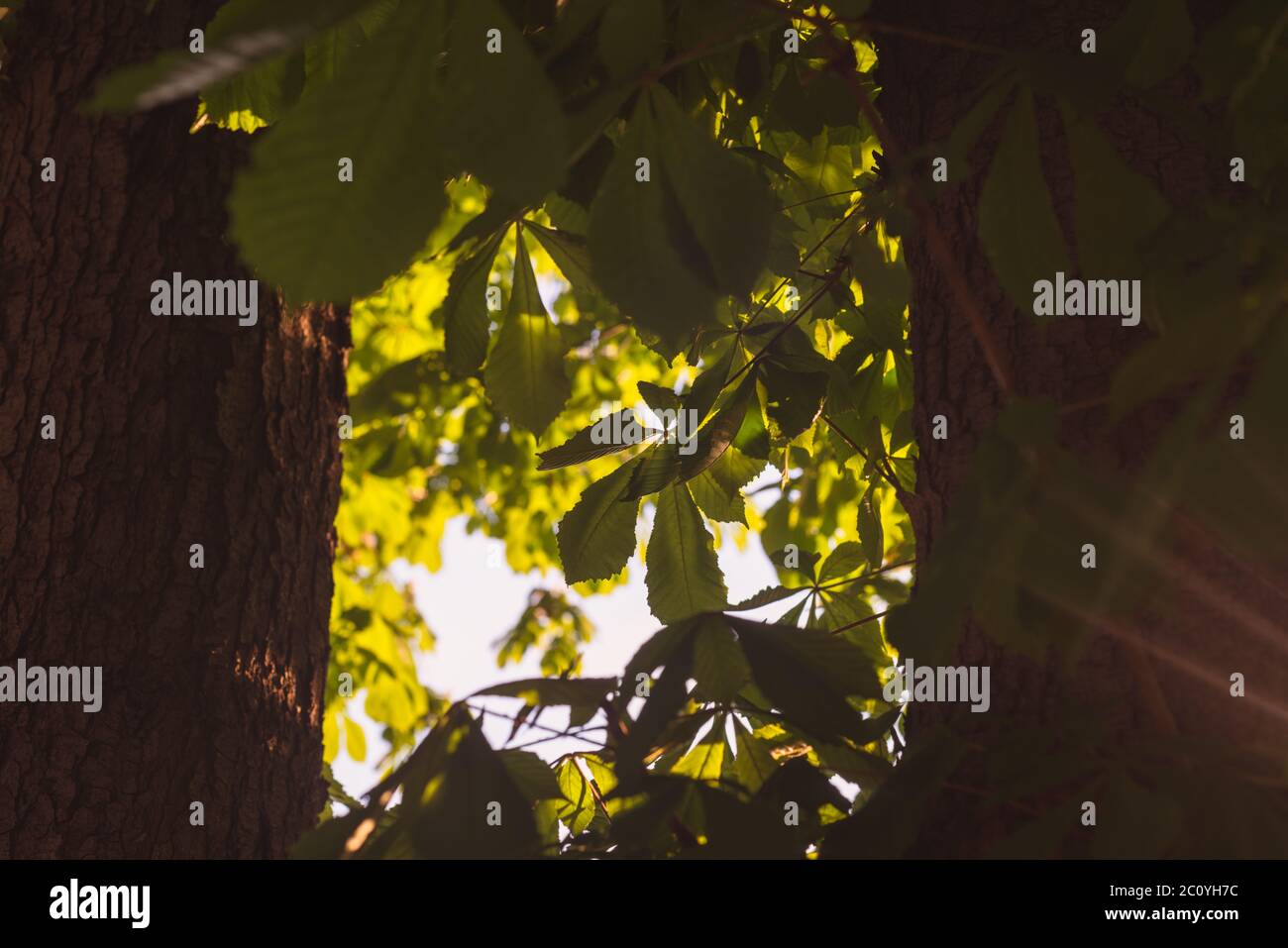 Branch between two tree trunks hires stock photography and images Alamy