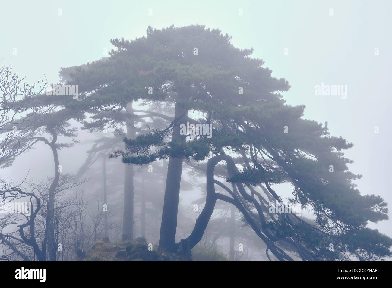 Moody pine tree with fog at the mountain Stock Photo - Alamy