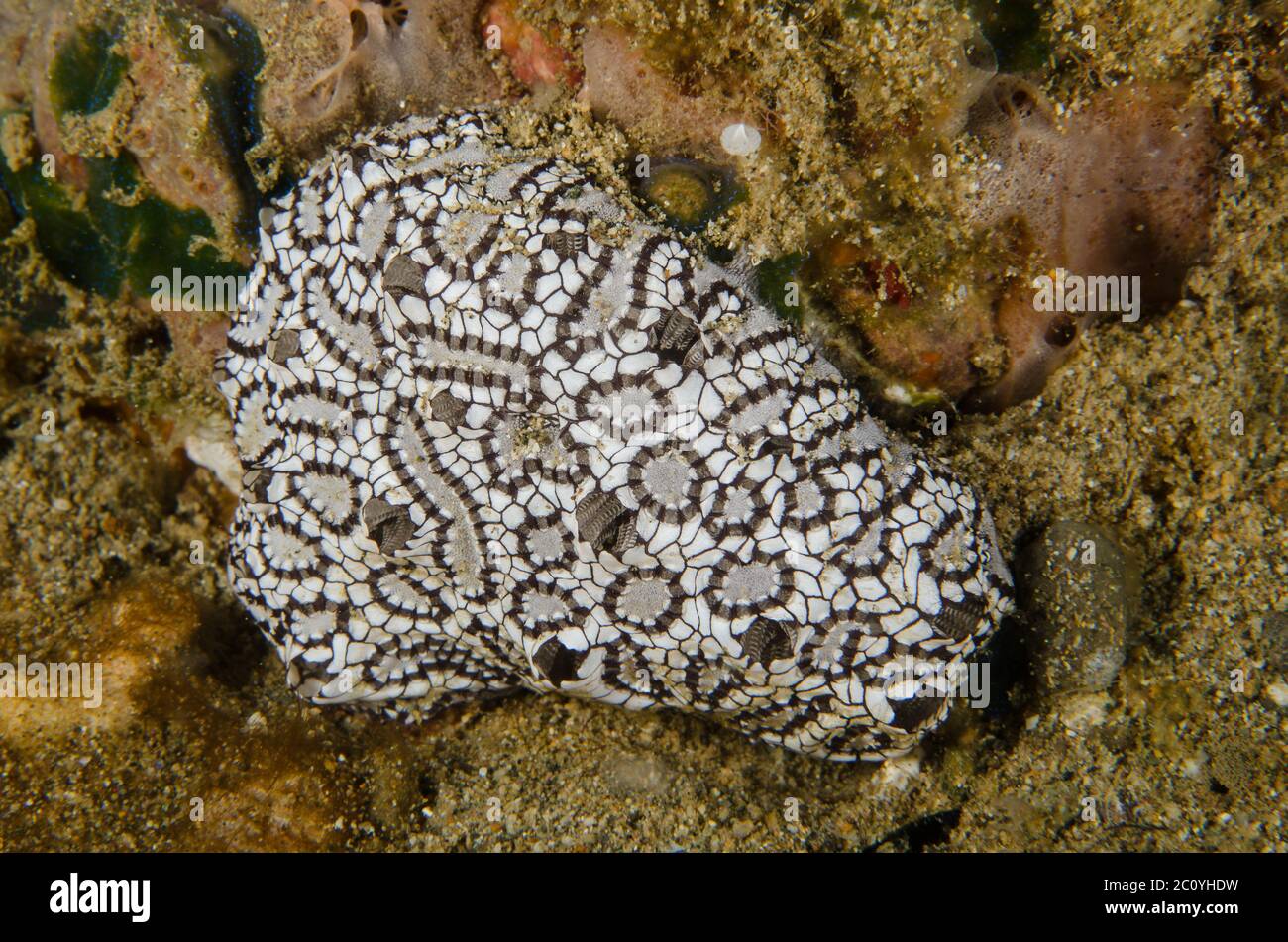 Colonial ascidian tunicates, Botryllus sp., Styelidae, Anilao, Batangas, Philippines, Pacific Ocean, Asia Stock Photo