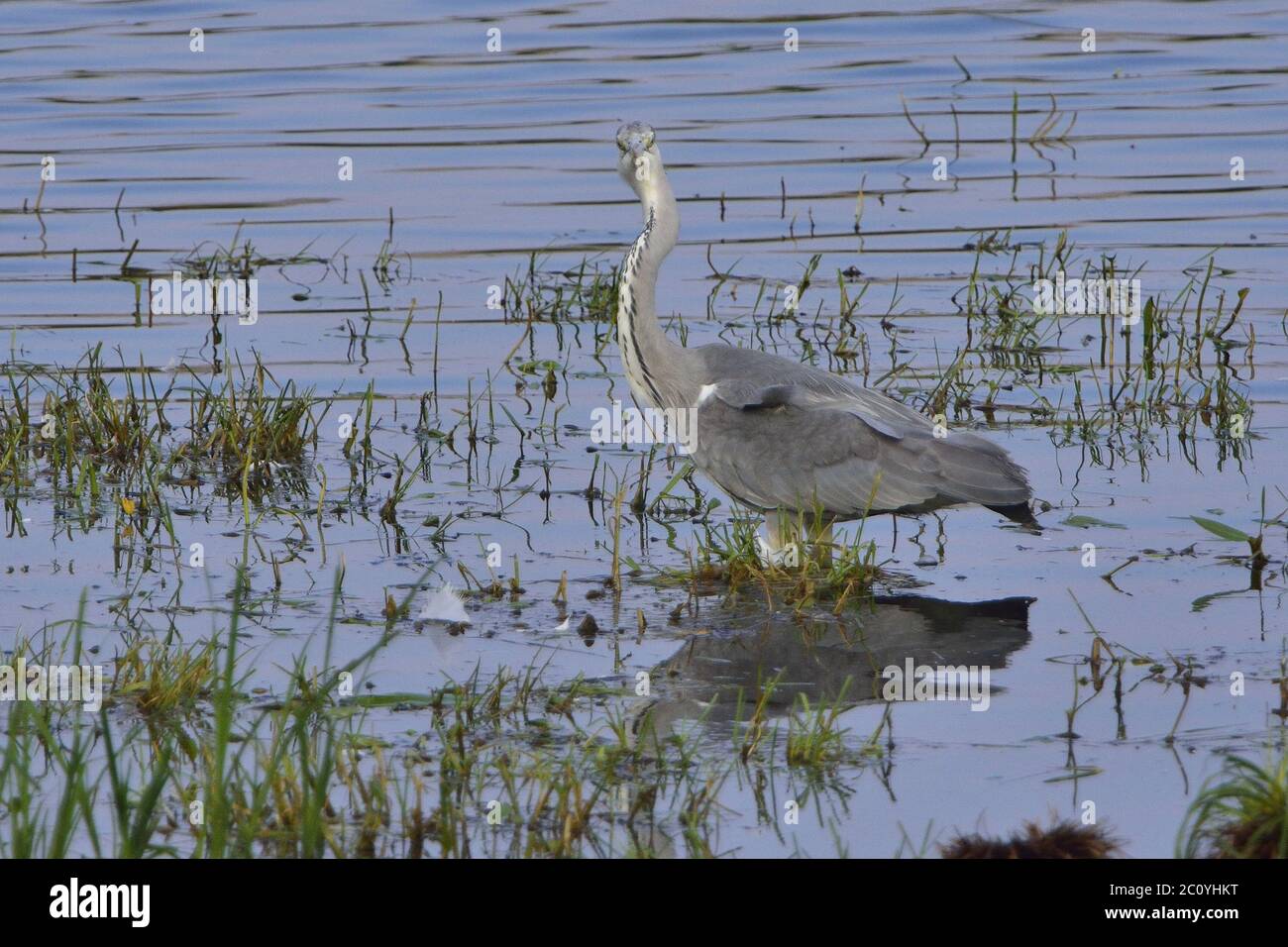 Grey heron Stock Photo