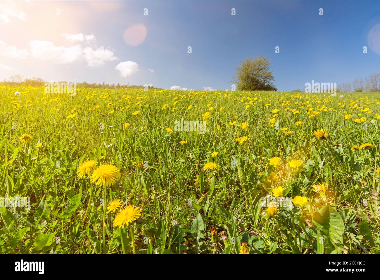 Tree in dandelion flowers hi-res stock photography and images - Alamy