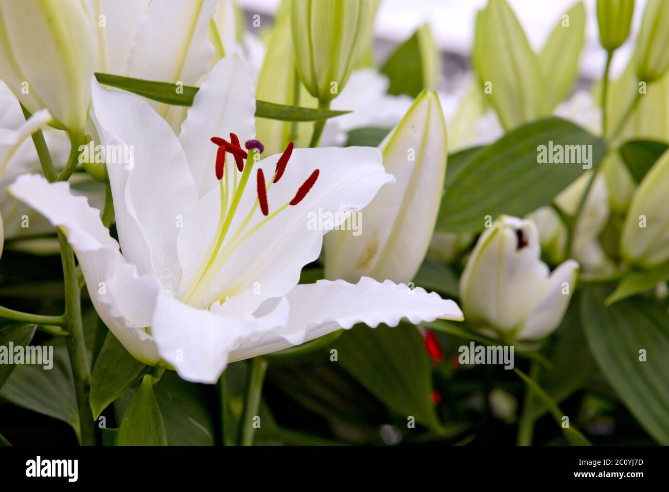 White lily hi-res stock photography and images - Alamy