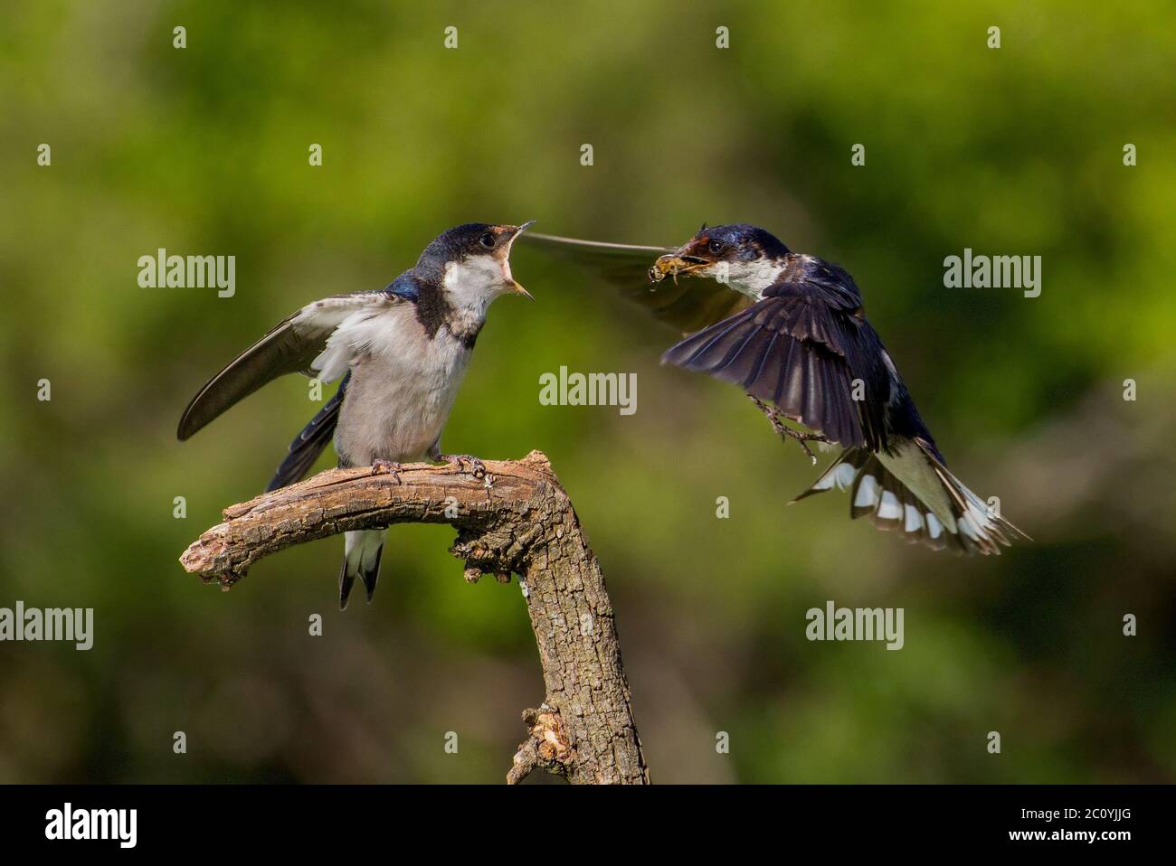 Bird feeding young in flight Stock Photo