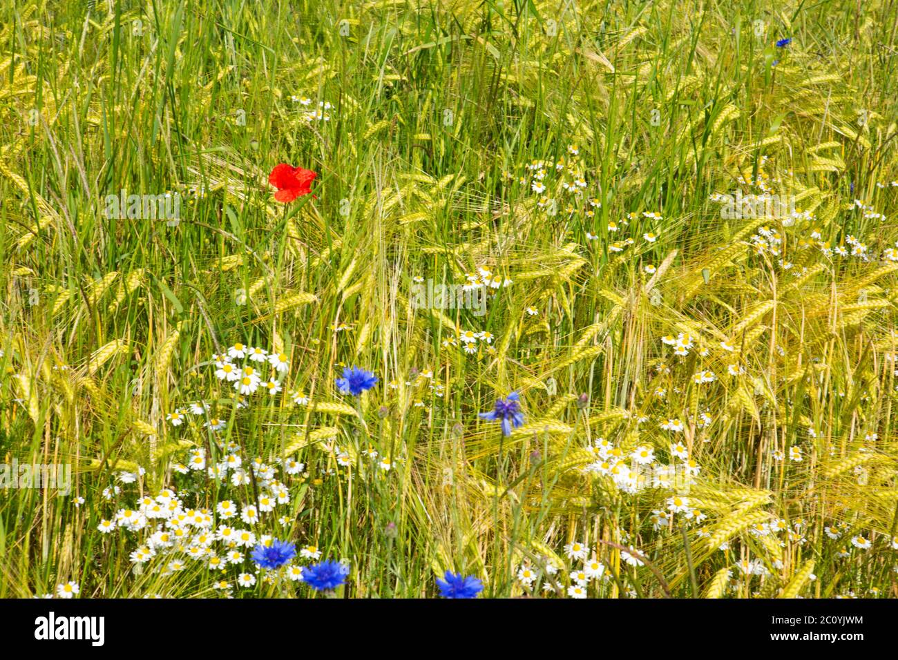 Landscape summer wildflowers hi-res stock photography and images - Alamy