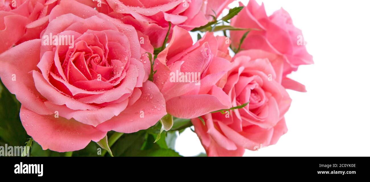 Pink roses isolated on white Stock Photo - Alamy