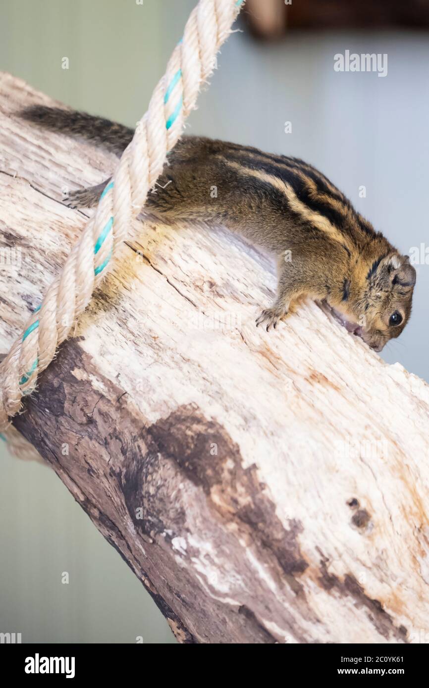 A striped rodents marmots chipmunks squirrel spotted on a tree trunk on