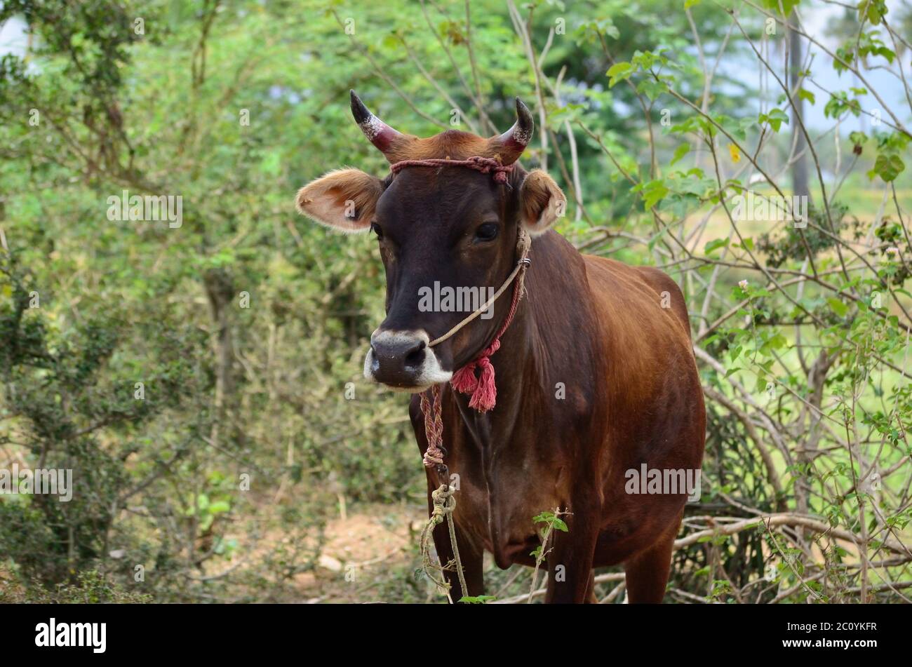 Indian cow standing in a farm milk industry organic Stock Photo Alamy