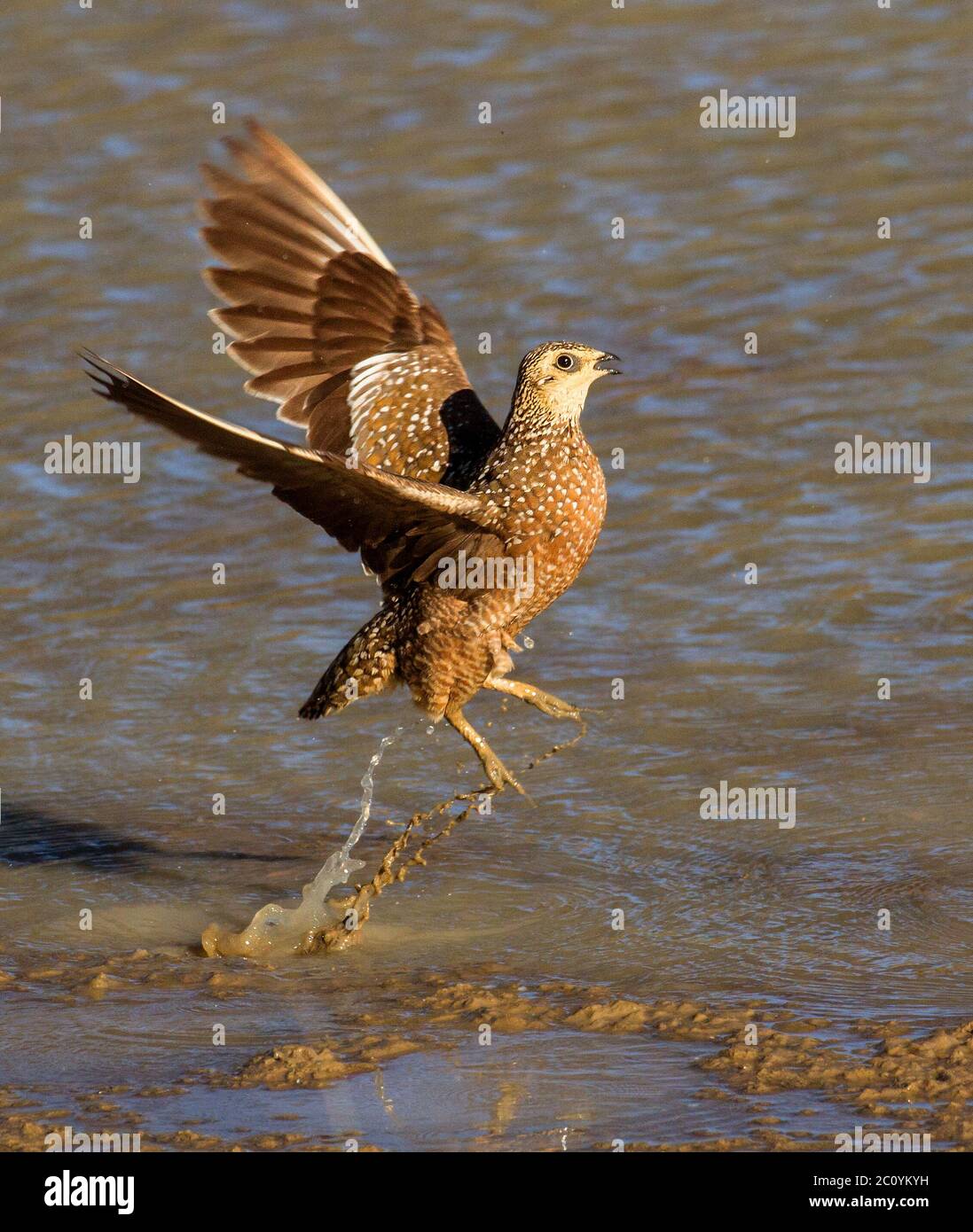 grouse in the kalahari, kgalagadi Stock Photo