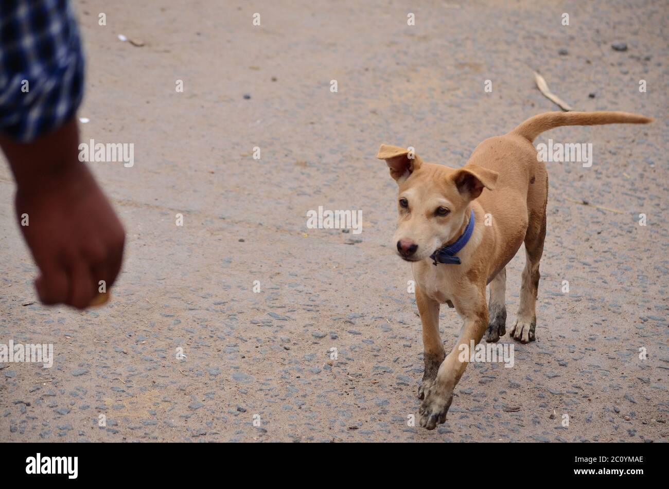 A small country side dog pet coming for treat Stock Photo