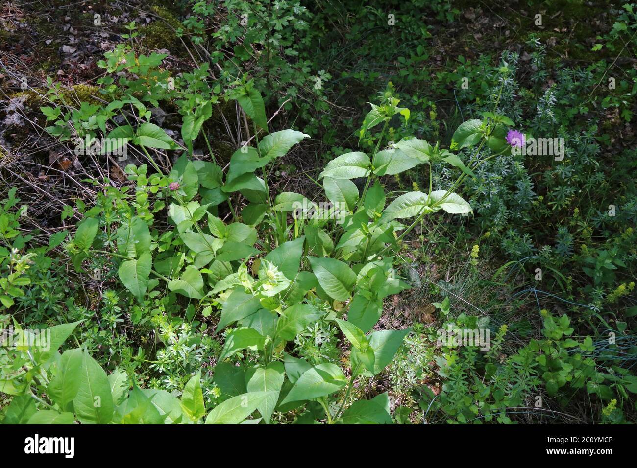 Knautia drymeia - Wild plant shot in the spring. Stock Photo