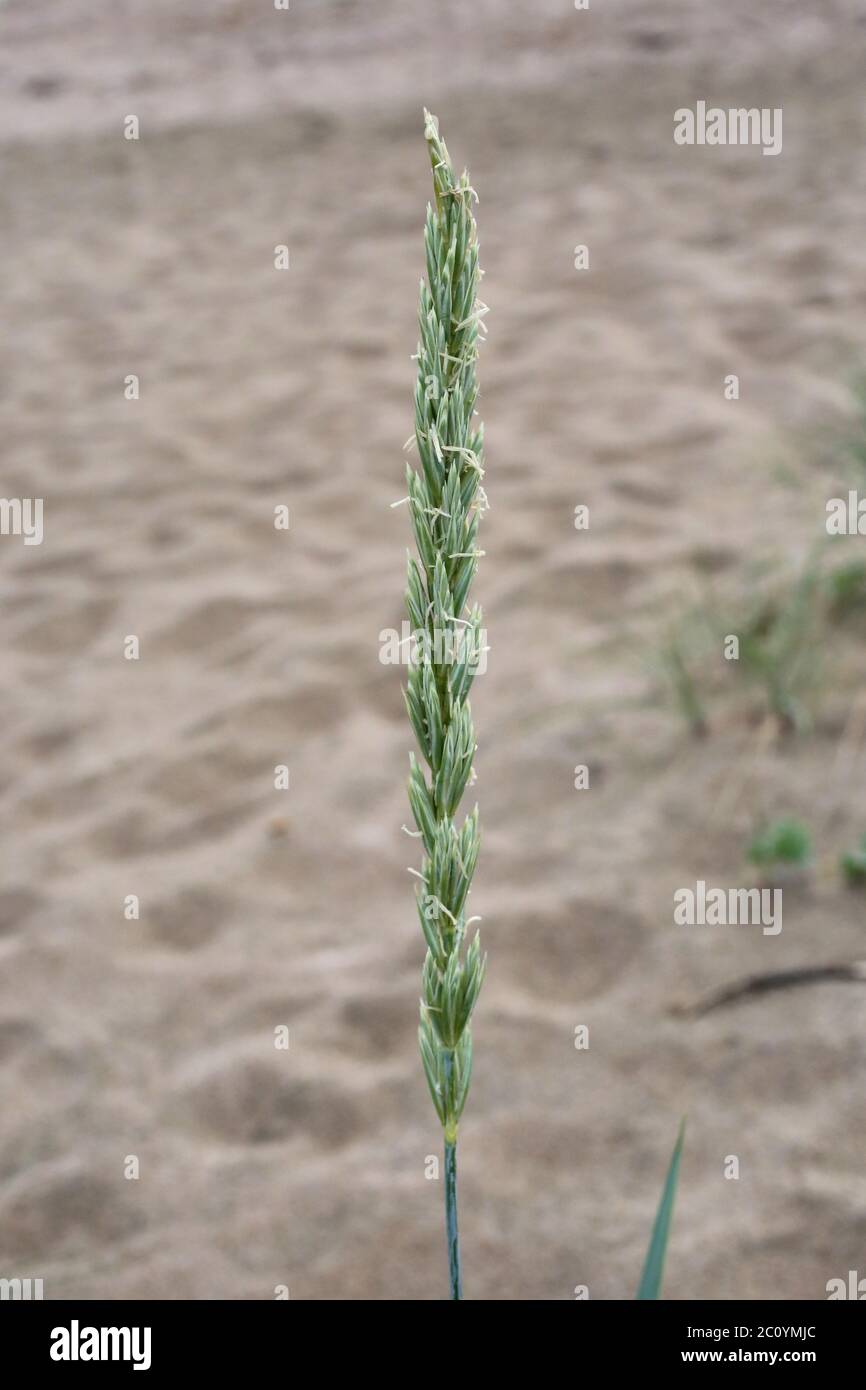 Leymus racemosus - Wild plant shot in the spring. Stock Photo