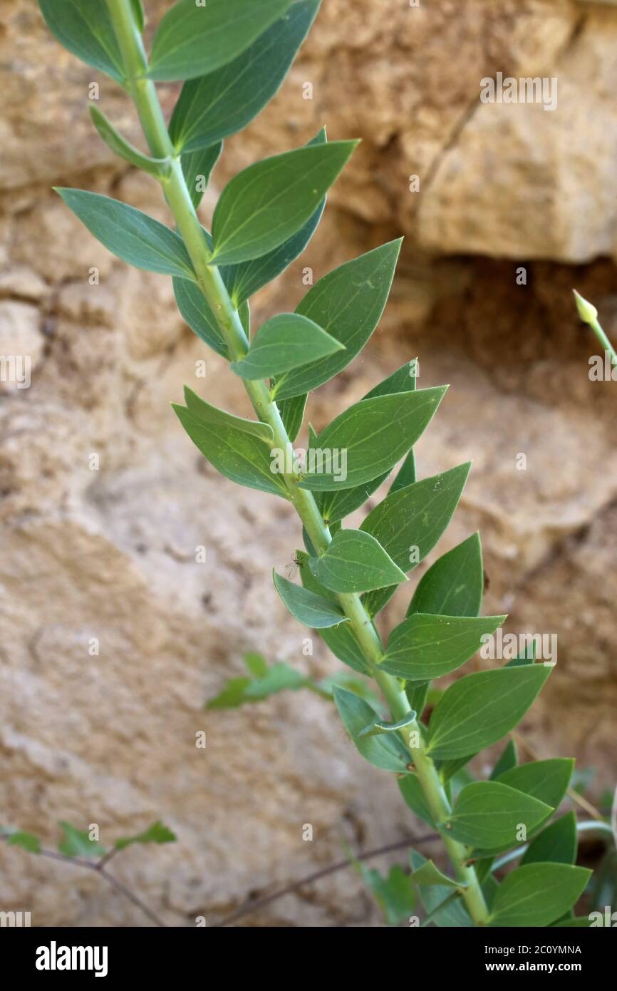 Linaria genistifolia - Wild plant shot in the spring. Stock Photo