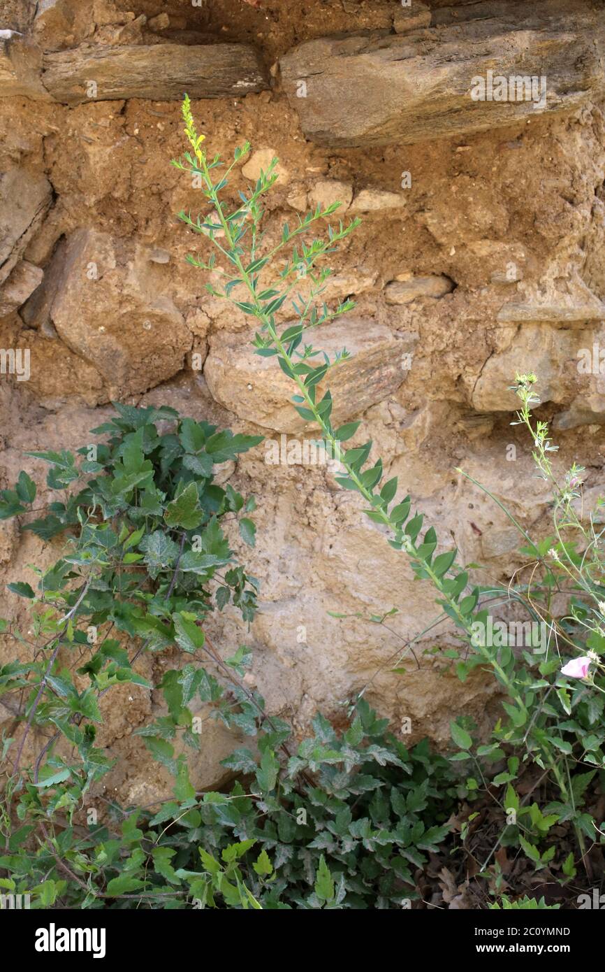Linaria genistifolia - Wild plant shot in the spring. Stock Photo