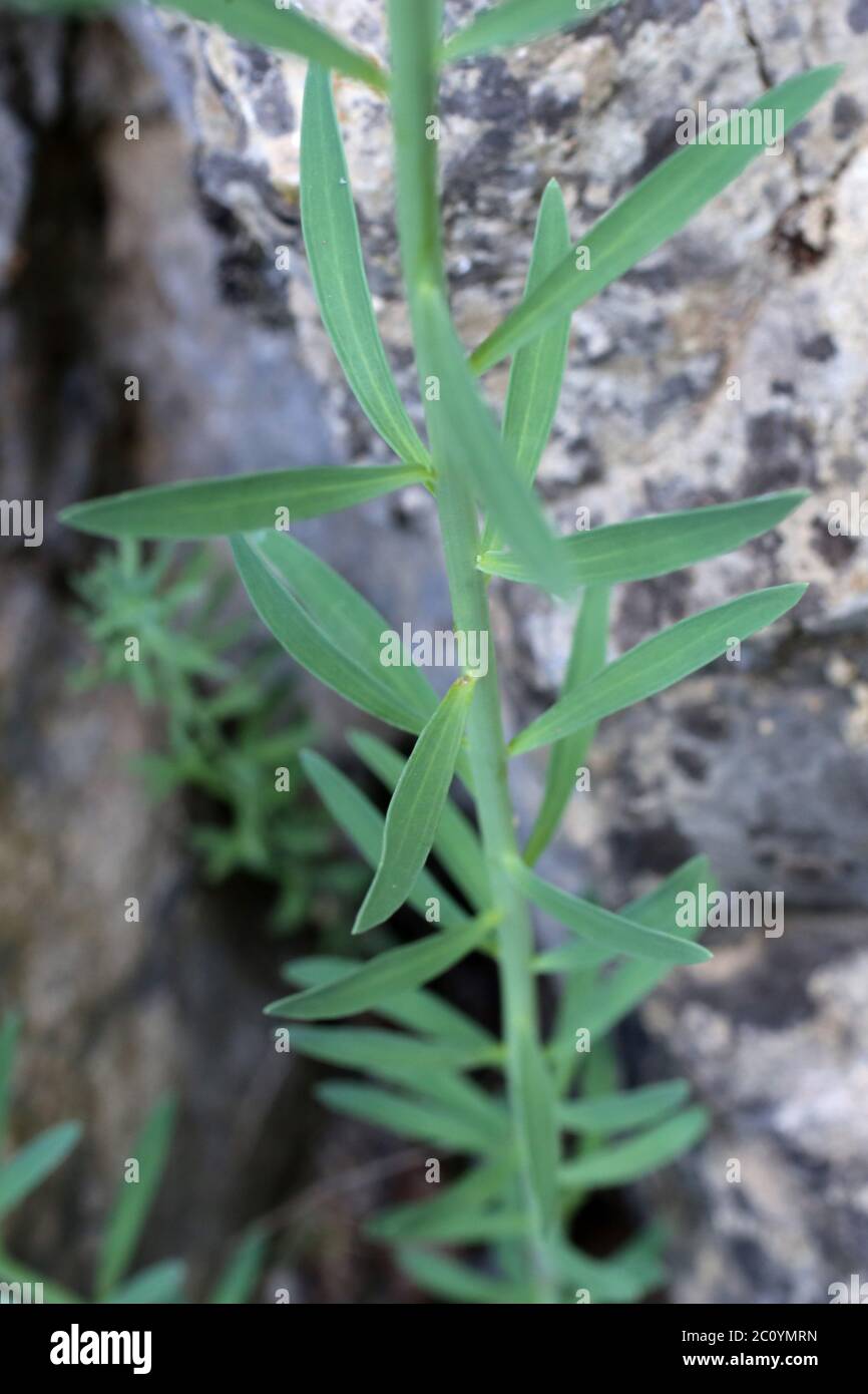 Linaria rubioides subsp. nyssana - Wild plant shot in the spring. Stock Photo