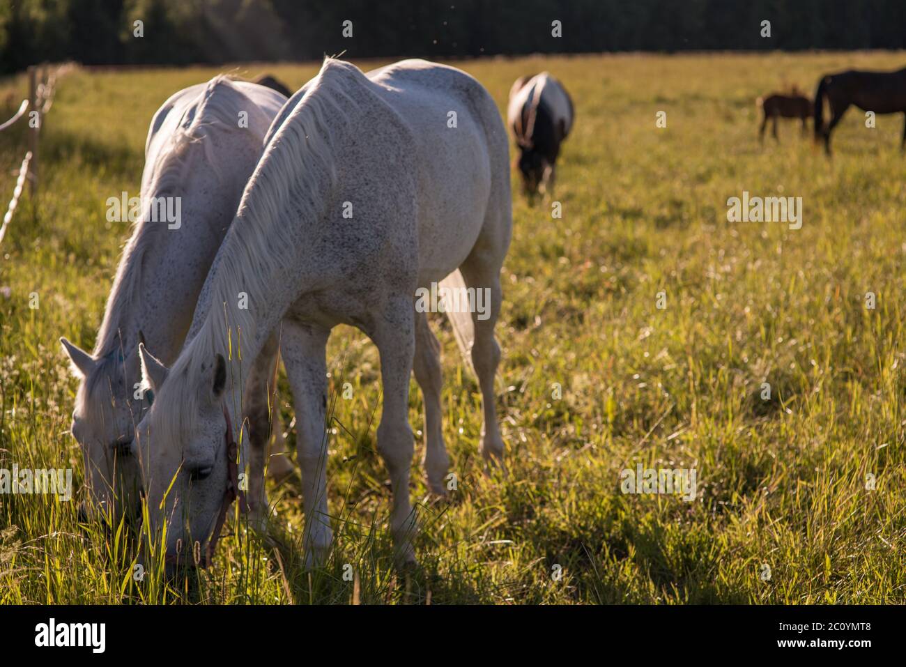 couple of white horses graze in a paddock Stock Photo - Alamy