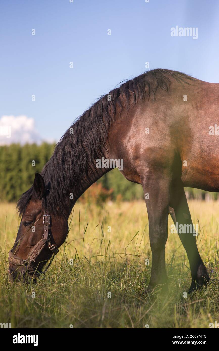 chestnut horse stallon graze in a paddock. Copyspace Stock Photo - Alamy