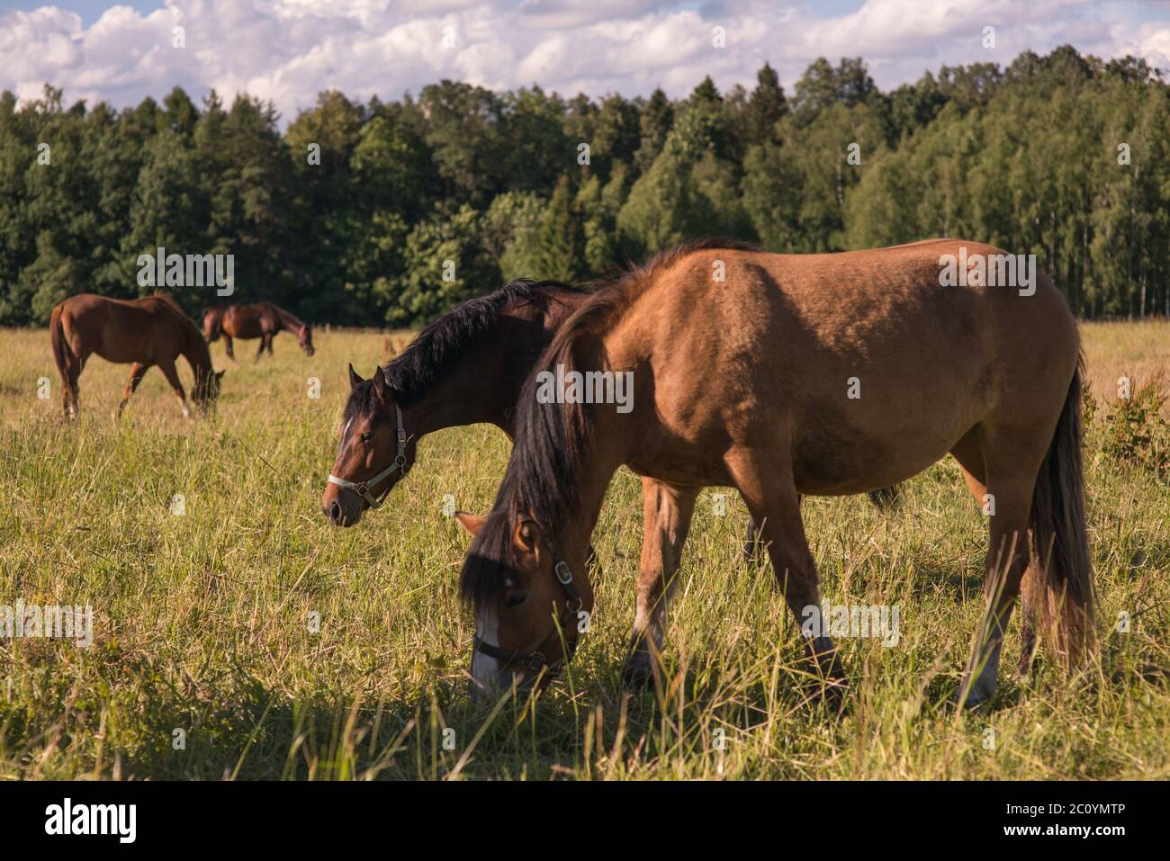 Chestnut horses hi-res stock photography and images - Alamy