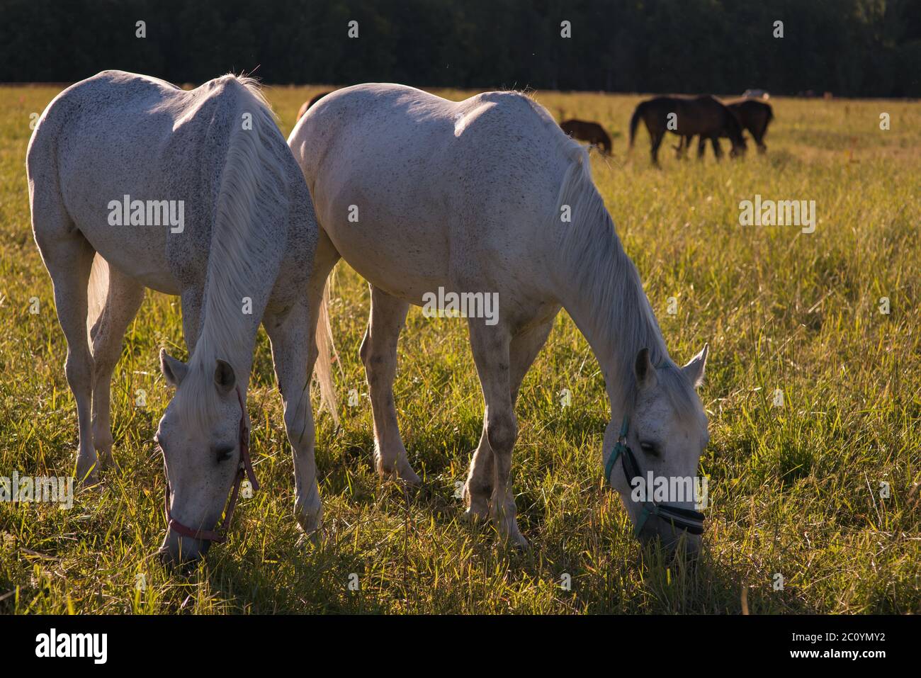 group of chestnut and white horses graze in a paddock Stock Photo - Alamy