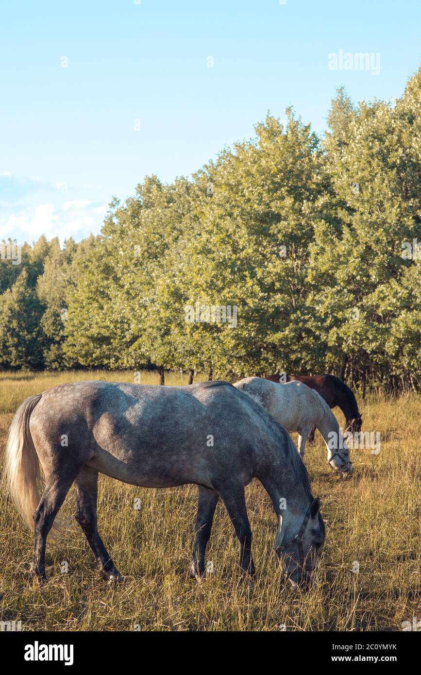 group of chestnut and white horses in a raw graze in a paddock Stock ...