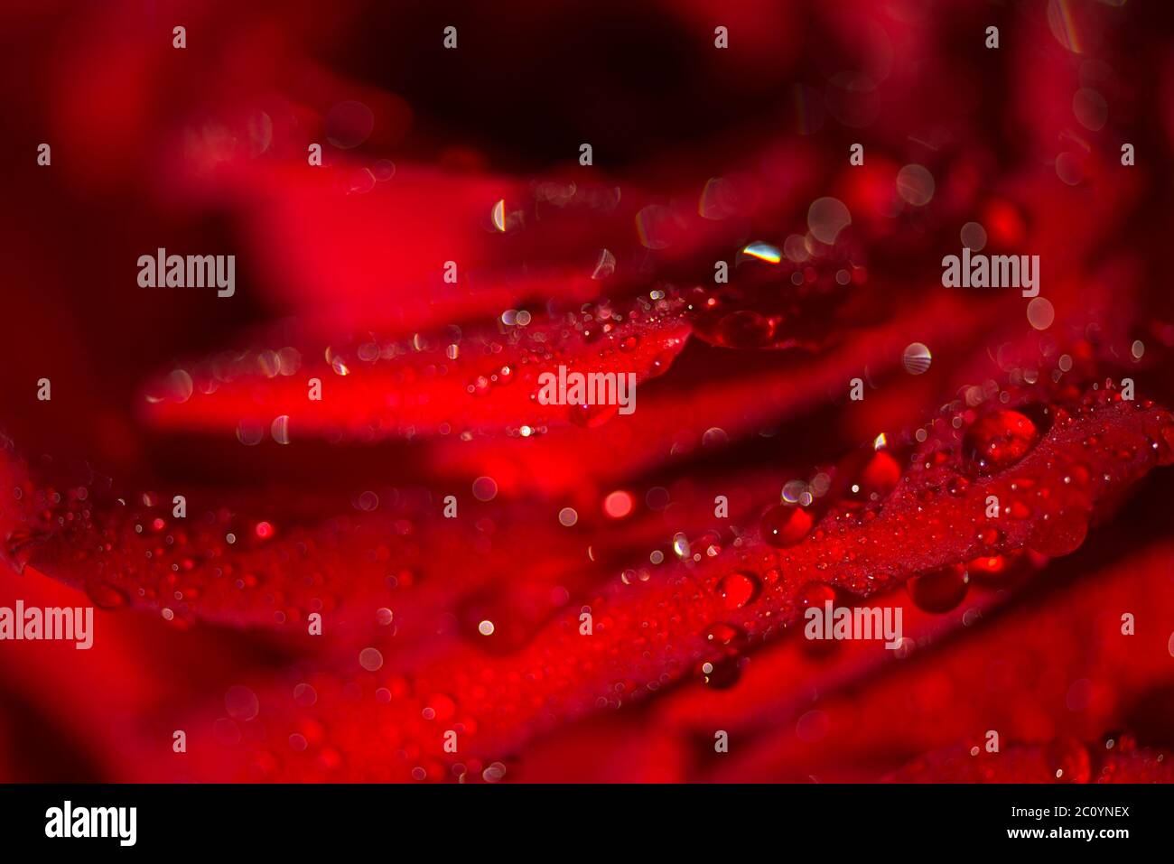 Macro photo of a rose with water droplets Stock Photo - Alamy