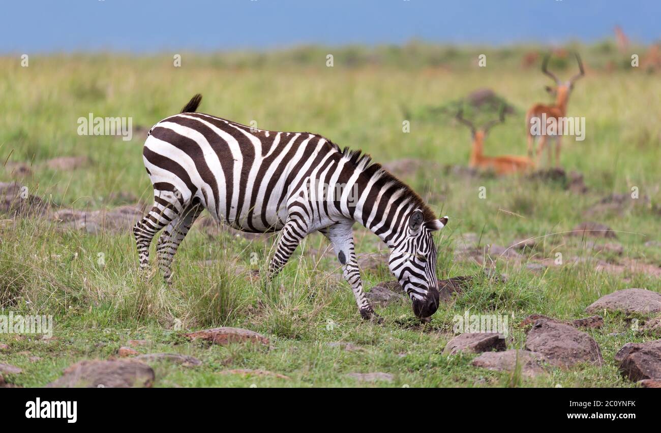 Zebras Close To Each Other Hi res Stock Photography And Images Alamy zebras-close-to-each-other-hi-res-stock-photography-and-images-alamy