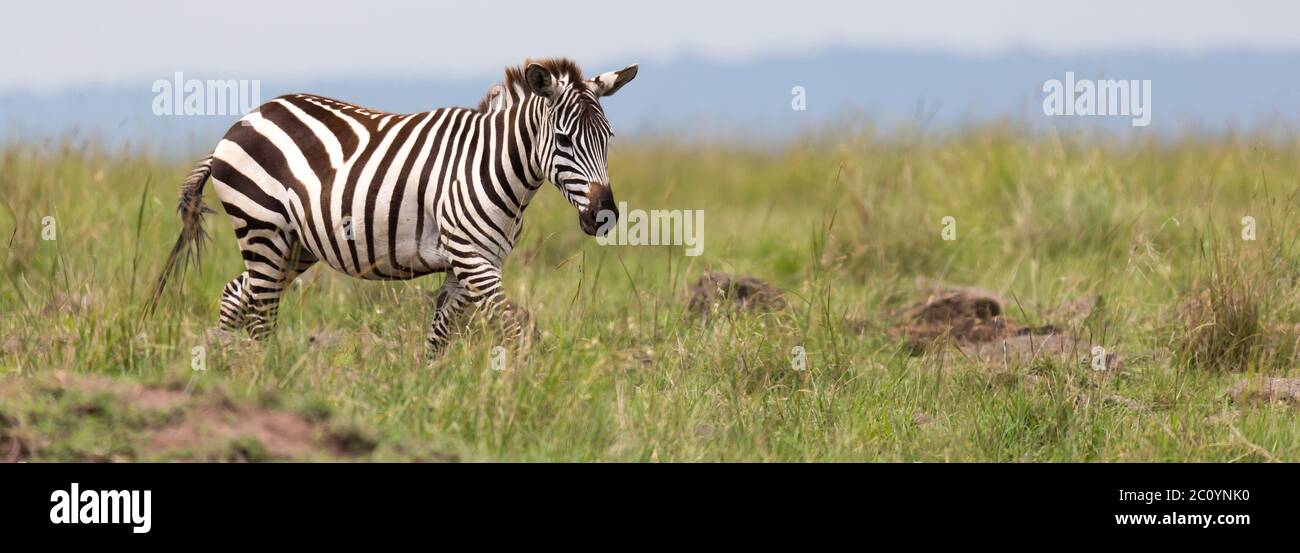 The Zebra family grazes in the savanna in close proximity to other animals Stock Photo