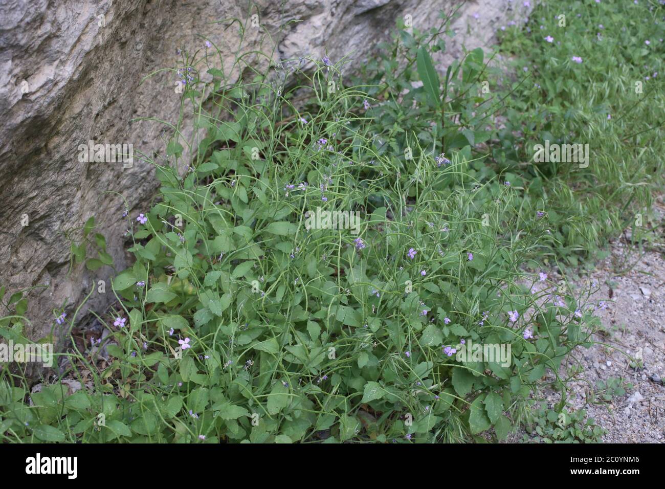 Malcolmia orsiniana subsp. angulifolia - Wild plant shot in the spring. Stock Photo