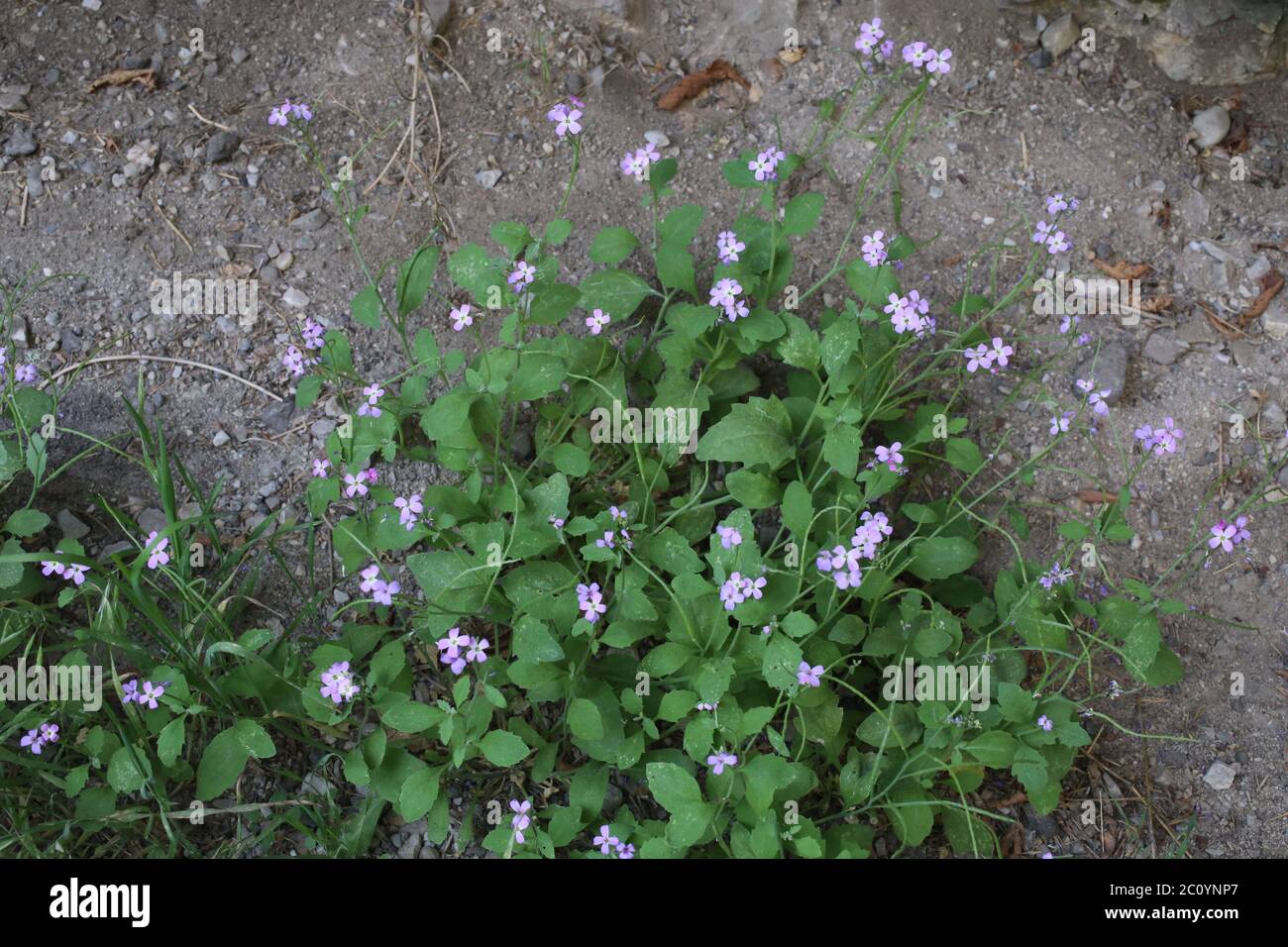 Malcolmia orsiniana subsp. angulifolia - Wild plant shot in the spring. Stock Photo