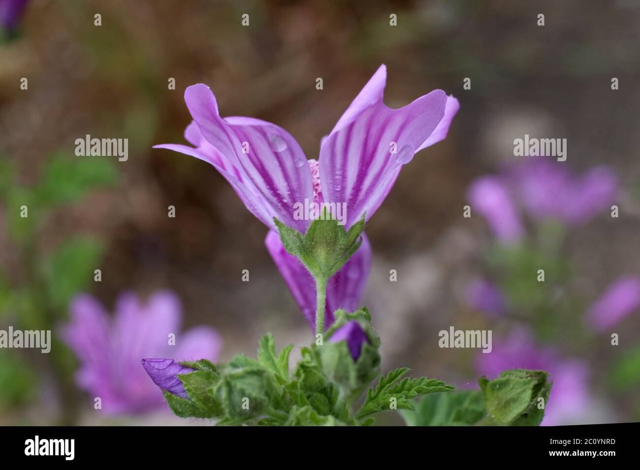 Malva sylvestris, Common Mallow. Wild plant shot in the spring. Stock Photo