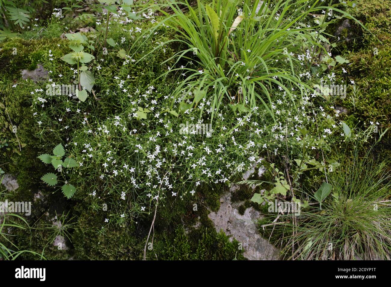Moehringia muscosa, Mossy Sandwort. Wild plant shot in the spring. Stock Photo