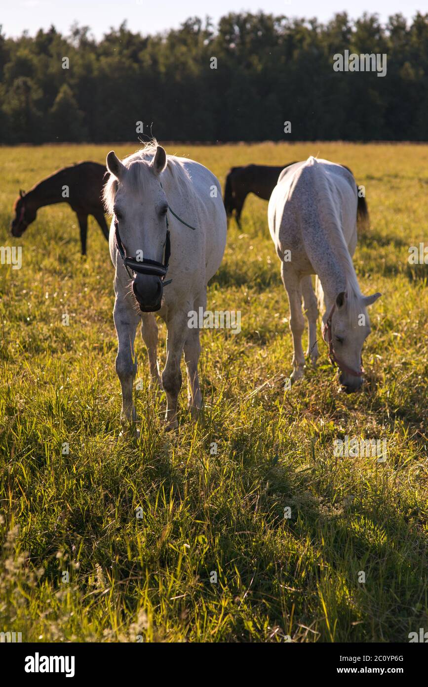 group of chestnut and white horses graze in a paddock Stock Photo - Alamy