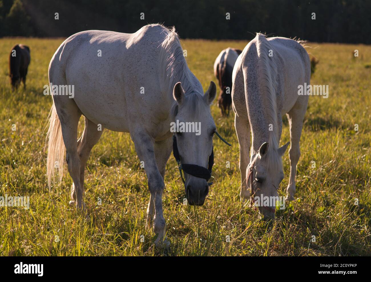 group of chestnut and white horses graze in a paddock Stock Photo - Alamy
