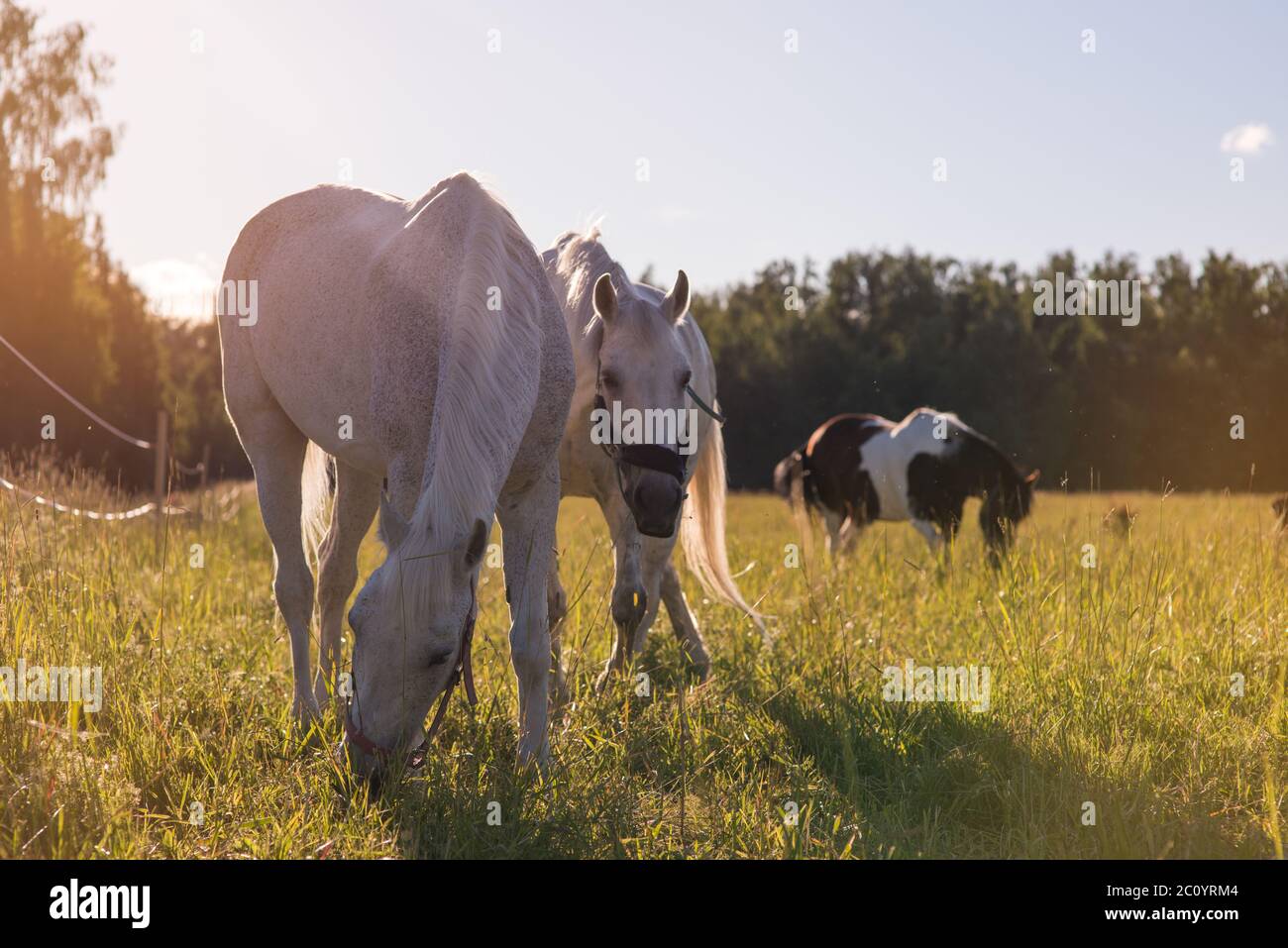 couple of white horses graze in a paddock Stock Photo - Alamy