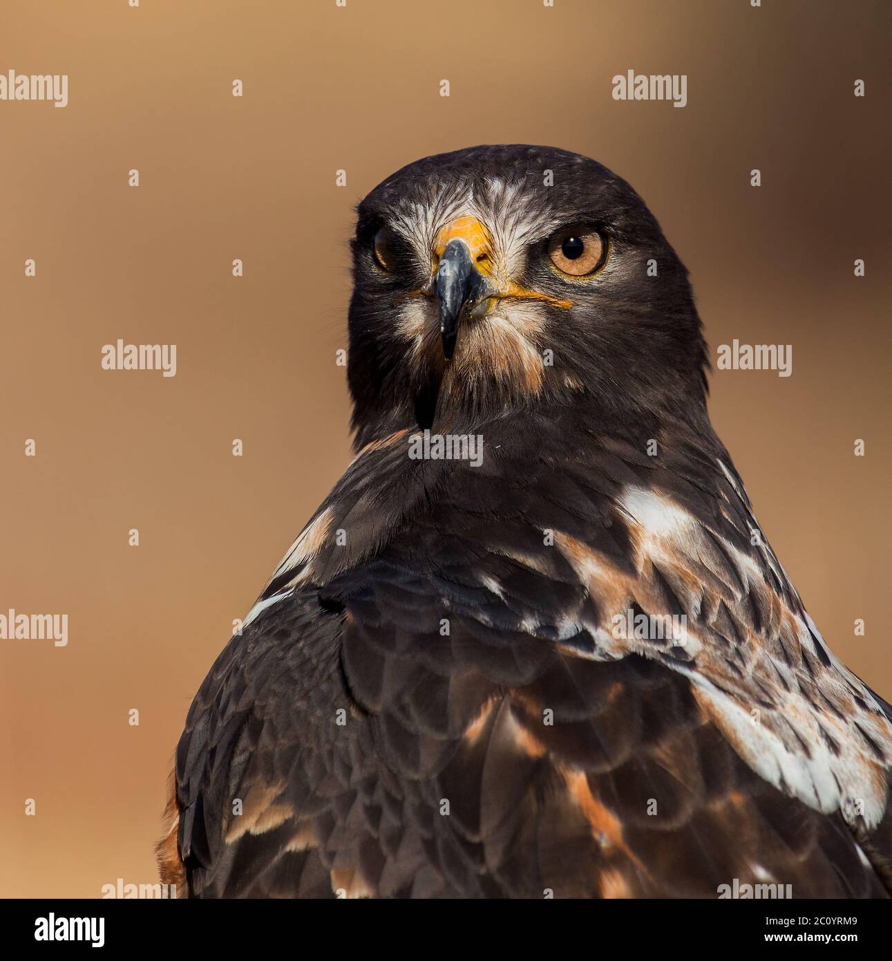 Bird Of Prey Portrait Stock Photo Alamy