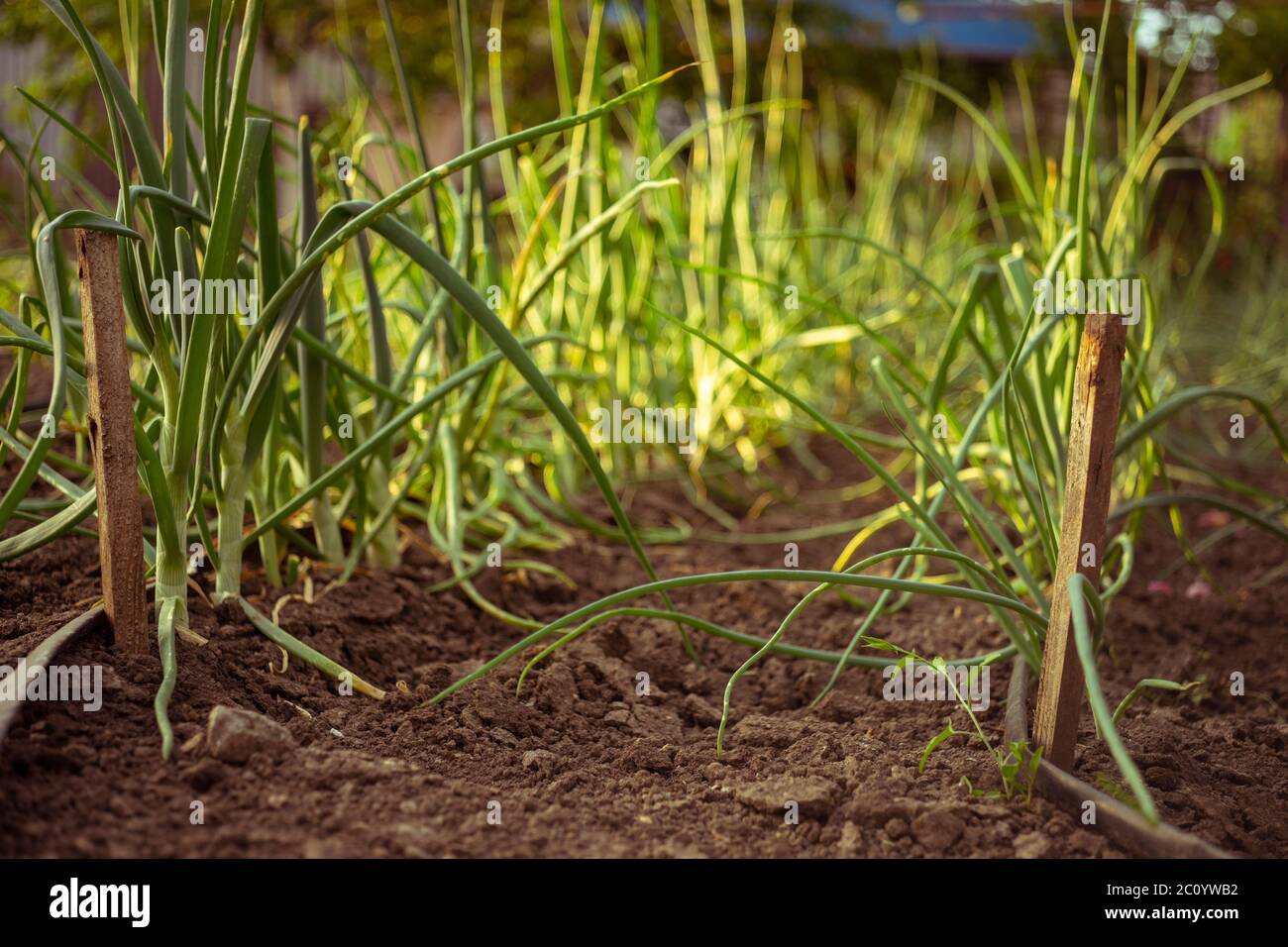 Green leek grows grows in the garden ground Stock Photo