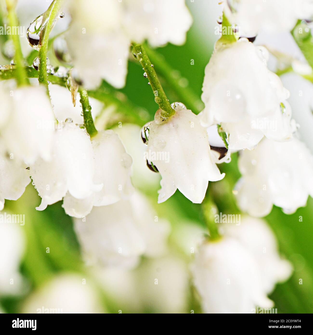 Lily of the Valley - Convallaria Majalis Stock Photo